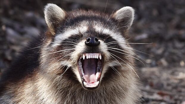 Officials increase rabies warnings across the US after people in multiple states are attacked by rabid racoons and bats
