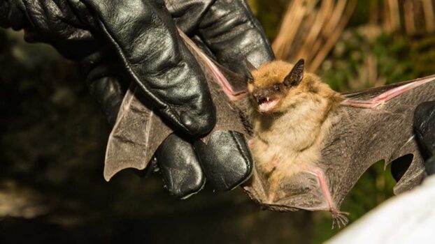 Clay County Health officials say rabid bat found