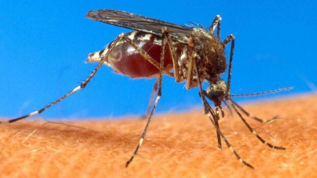 Health officials find mosquitos with West Nile Virus