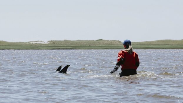 Rescuers try to keep dolphins away from Cape Cod shallows after a mass stranding : NPR