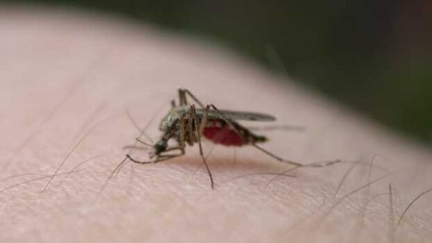 Mosquitoes with EEE found in Massachusetts for first time in 2024