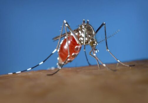 Dengue fever cases reported in Florida Keys